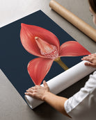 A person is unrolling a large wall art print or poster featuring a vivid coral-red flower on a dark navy background, with cardboard shipping rolls nearby on a gray floor.