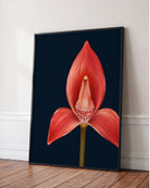 A framed botanical art print of a vibrant red-orange orchid flower on a dark navy background, leaning against a white wall on a wooden floor.